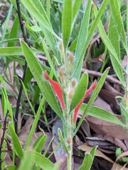 Adenanthos barbiger
