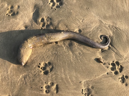 Spottail moray (Gymnothorax equatorialis) — Muraenidae — 2