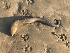 Gymnothorax equatorialis