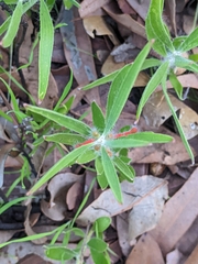 Adenanthos barbiger