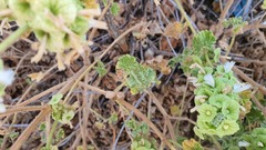 Pseudodictamnus undulatus