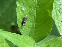 Anacampsis levipedella