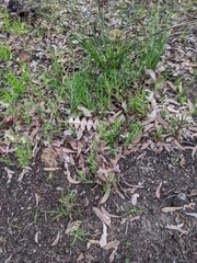 Adenanthos barbiger