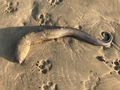 Gymnothorax equatorialis