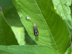 Anacampsis levipedella