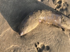 Gymnothorax equatorialis