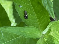 Anacampsis levipedella