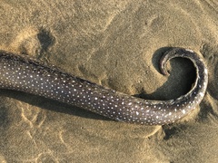 Gymnothorax equatorialis