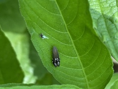 Anacampsis levipedella