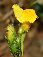 Linaria salzmannii