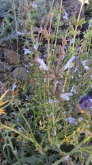 Salvia palaestina