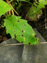 Entyloma hieracii