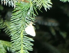 Eulithis populata