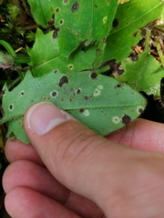 Entyloma hieracii