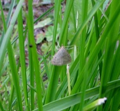 Psammotis pulveralis