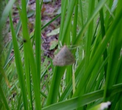 Psammotis pulveralis
