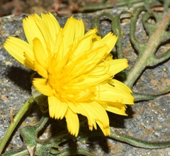 Crepis oporinoides