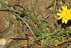 Crepis oporinoides