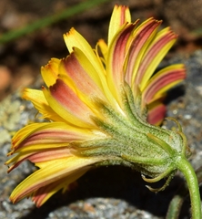 Crepis oporinoides