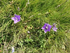 Campanula herminii