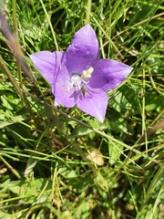 Campanula herminii