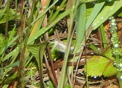 Agriphila straminella