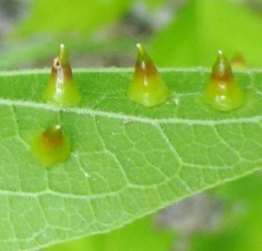 Celticecis spiniformis