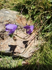 Campanula herminii