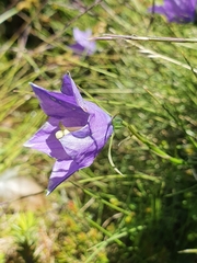 Campanula herminii