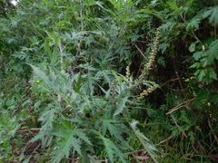 Ambrosia arborescens