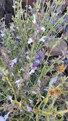Salvia palaestina