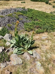 Gentiana lutea aurantiaca