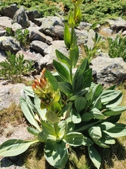 Gentiana lutea aurantiaca