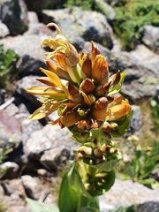 Gentiana lutea aurantiaca