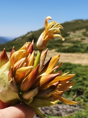 Gentiana lutea aurantiaca
