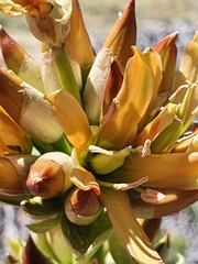 Gentiana lutea aurantiaca