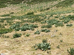 Gentiana lutea aurantiaca