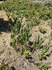 Senecio pyrenaicus