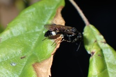 Allantus cinctus