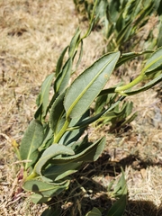 Senecio pyrenaicus