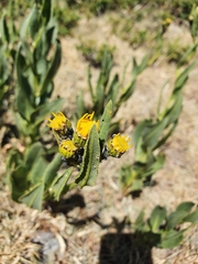 Senecio pyrenaicus