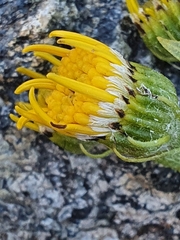 Senecio pyrenaicus