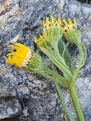 Senecio pyrenaicus