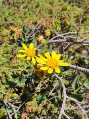 Senecio pyrenaicus