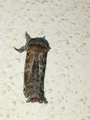 Inguromorpha arcifera