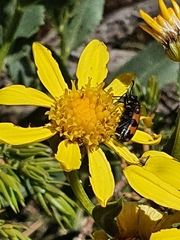 Senecio pyrenaicus