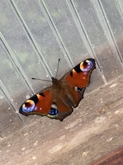 Aglais io