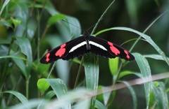 Heliconius telesiphe