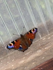 Aglais io