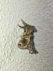 Inguromorpha arcifera